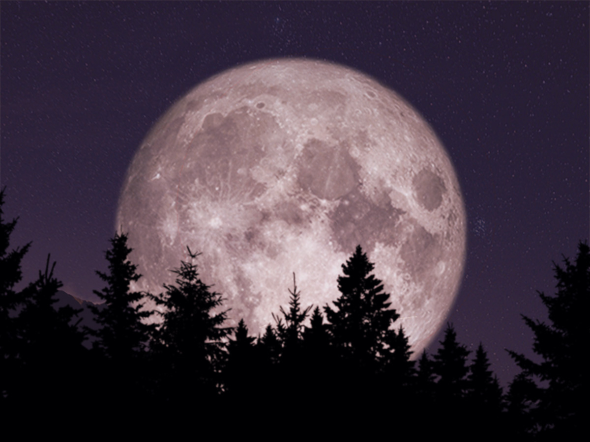 A composite photo of a supermoon partially obscured by treeline in the foreground.