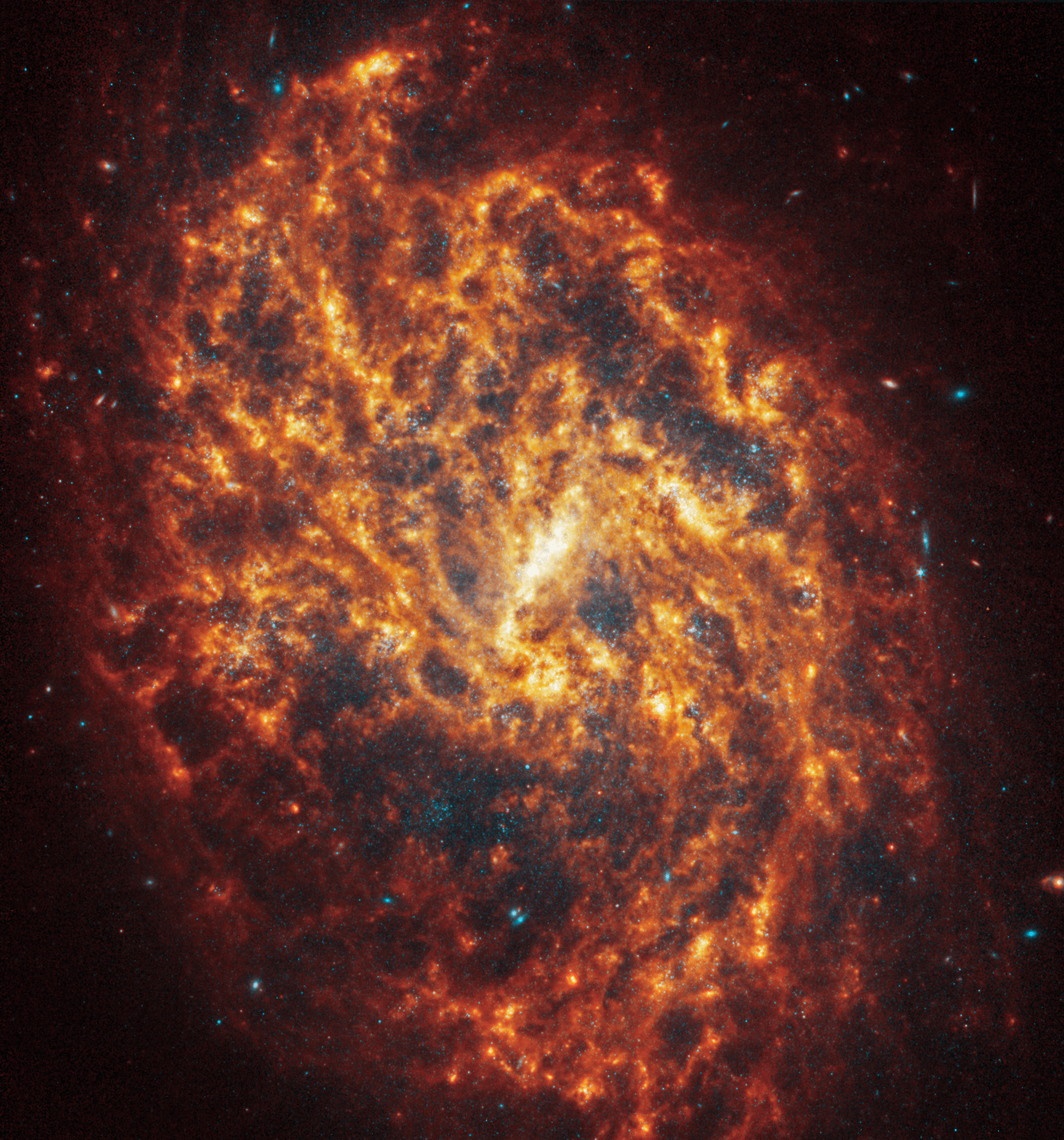 Webb’s image of NGC 1087 shows a densely populated face-on spiral galaxy anchored by its central region, which takes the shape of a short light yellow line that is about a fifth of the length of the galaxy. Filamentary spiral arms made of stars, gas, and dust start at the center and extend to the top and bottom edges, rotating clockwise. There is so much light in this region that the spiral arms of the galaxy look muddled. They are largely orange, ranging from dark to bright orange. Scattered across the packed scene are some bright blue pinpoints of light, but they appear more clearly in areas where it is dark gray or black. Several smaller “bubbles” where it’s black appears throughout the galaxy. The edges of the scene are dark black and there are some larger bright blue points of light, along with a few pink shapes, likely background galaxies.