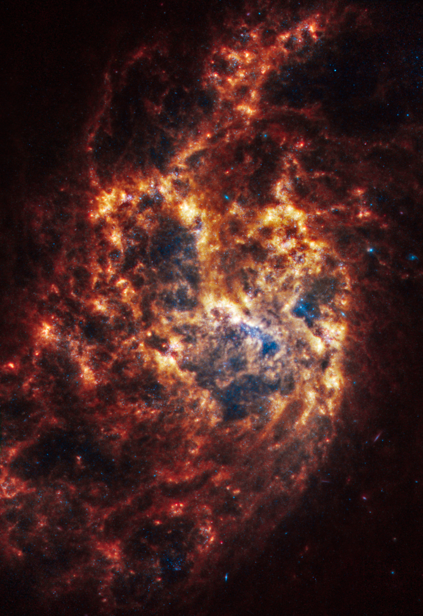 Webb’s image of NGC 1385 shows a messy face-on spiral galaxy in shades of white, yellow, orange, and red. There’s a bright yellow arc-shaped region toward the center, but it is very difficult to see a spiral shape. Scattered across the scene are some bright blue pinpoints of light, but they appear more clearly in areas where it is dark gray or black, below and to the right of the yellow central arc in blobs, with some individual blue points of light across the image. There are many bright red or orange regions in the orange arms, speckled irregularly throughout. The edges of the scene are dark black, containing several very faint pink, blue, and red blobs.