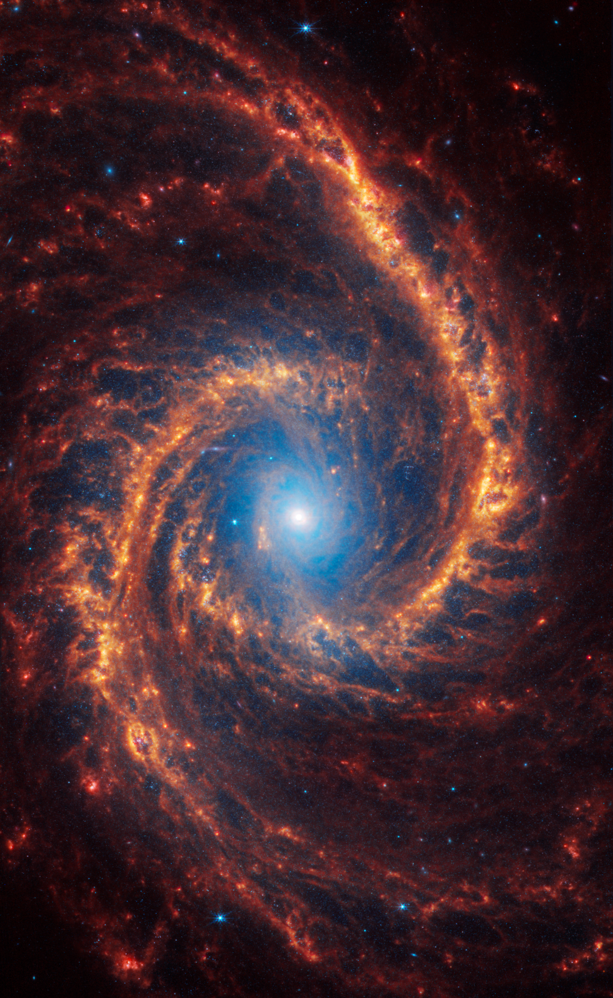 Webb’s image of the galaxy NGC 1566 shows a densely populated face-on spiral galaxy anchored by its slightly oval central region, consisting of a core and small bar structure, which has a light blue haze of stars that covers about a quarter of the view. Two prominent spiny spiral arms made of stars, gas, and dust also start at the center, within the blue haze, and extend to the edges, rotating counterclockwise. The spiral arms of the galaxy are largely orange, ranging from dark to bright orange. The brightest areas of the arms are two large arcs that start at the central region and stretch up to the top and bottom. Scattered across the packed scene are innumerable bright blue pinpoints of light, which are stars spread throughout the galaxy. In areas where there is less orange, it is darker, and some dark regions look more circular. There are bright pink patches of light toward the outer regions of the spiral arms.