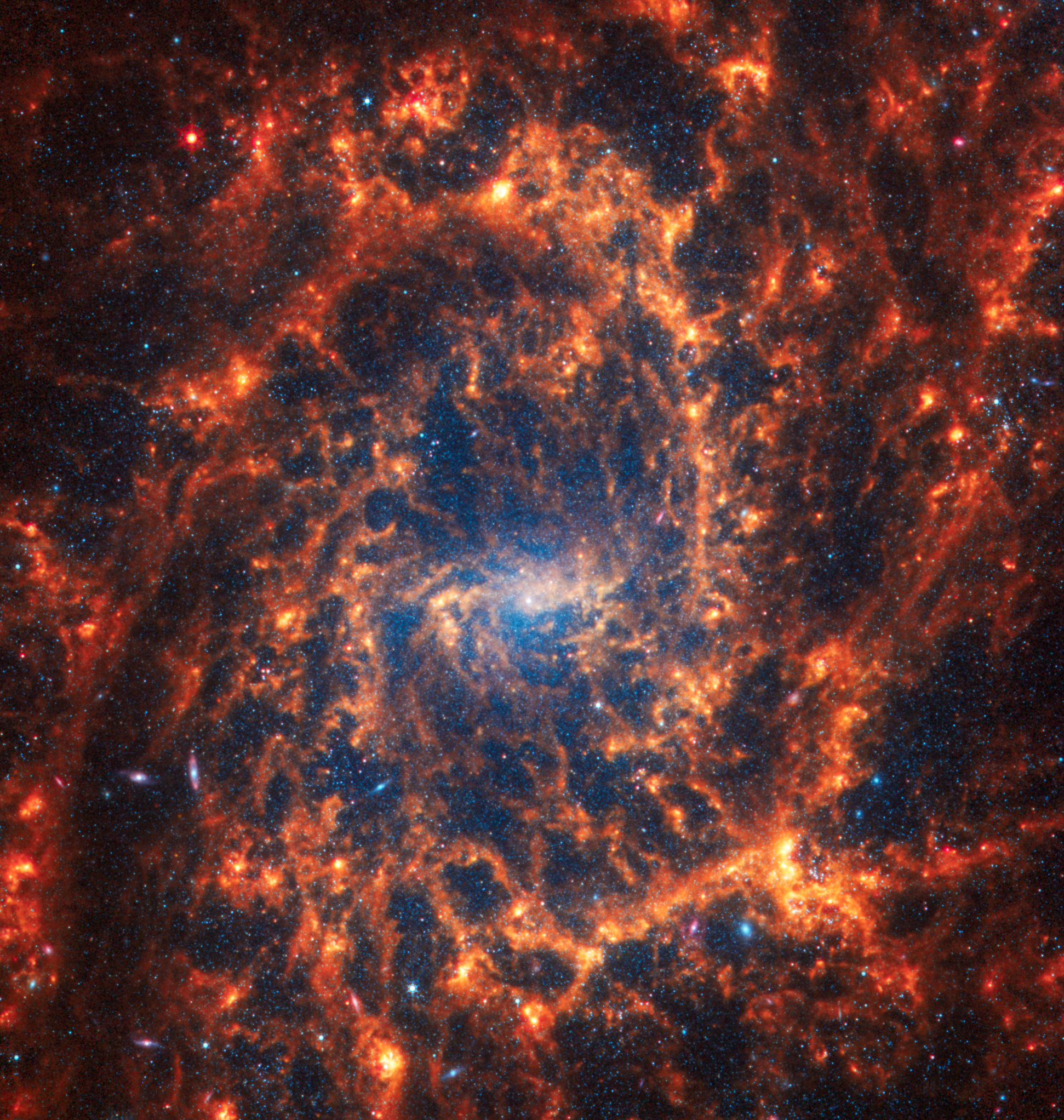 Webb’s image of NGC 2835 shows a densely populated face-on spiral galaxy anchored by its small central region, which is immediately engulfed in the orange spiral arms. A blue glow of stars begins at the core and spreads outward. Spiny orange spiral arms made of stars, gas, and dust start at the center and extend to the edges, rotating counterclockwise and taking up most of the area. Tiny pinpoints of blue light, which are stars or star clusters, are scattered across the image, but are easiest to spot where there appear to be black bubbles within the orange dust. The spiral arms of the galaxy are largely orange, ranging from dark to bright orange. In a few areas, there are bright orange patches of light within the orange spiral arms, mainly toward the outer edges of the spiral arms. Toward the bottom are some larger pink and blue points of light, some are likely background galaxies that appear like disks seen from the side.