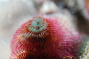 Centered in the image is an aquatic creature - a Christmas tree worm. The magenta colored creature is in a spiral shape, spiraling upwards, where the diameter gets smaller as it rises - looking like the shape of a Christmas tree. Towards the center of the spiral, the color changes to a pale mint green.