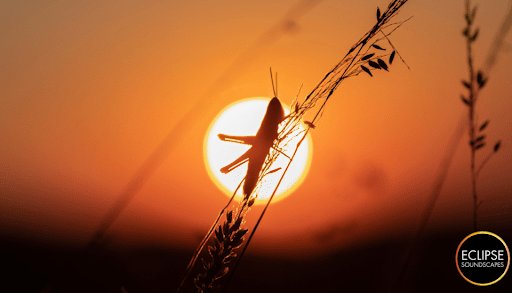 A grasshopper clings to a a thin blade of grass, silhouetted against the orange disk of the evening sun. Eclipse Soundscapes logo in the bottom right corner.