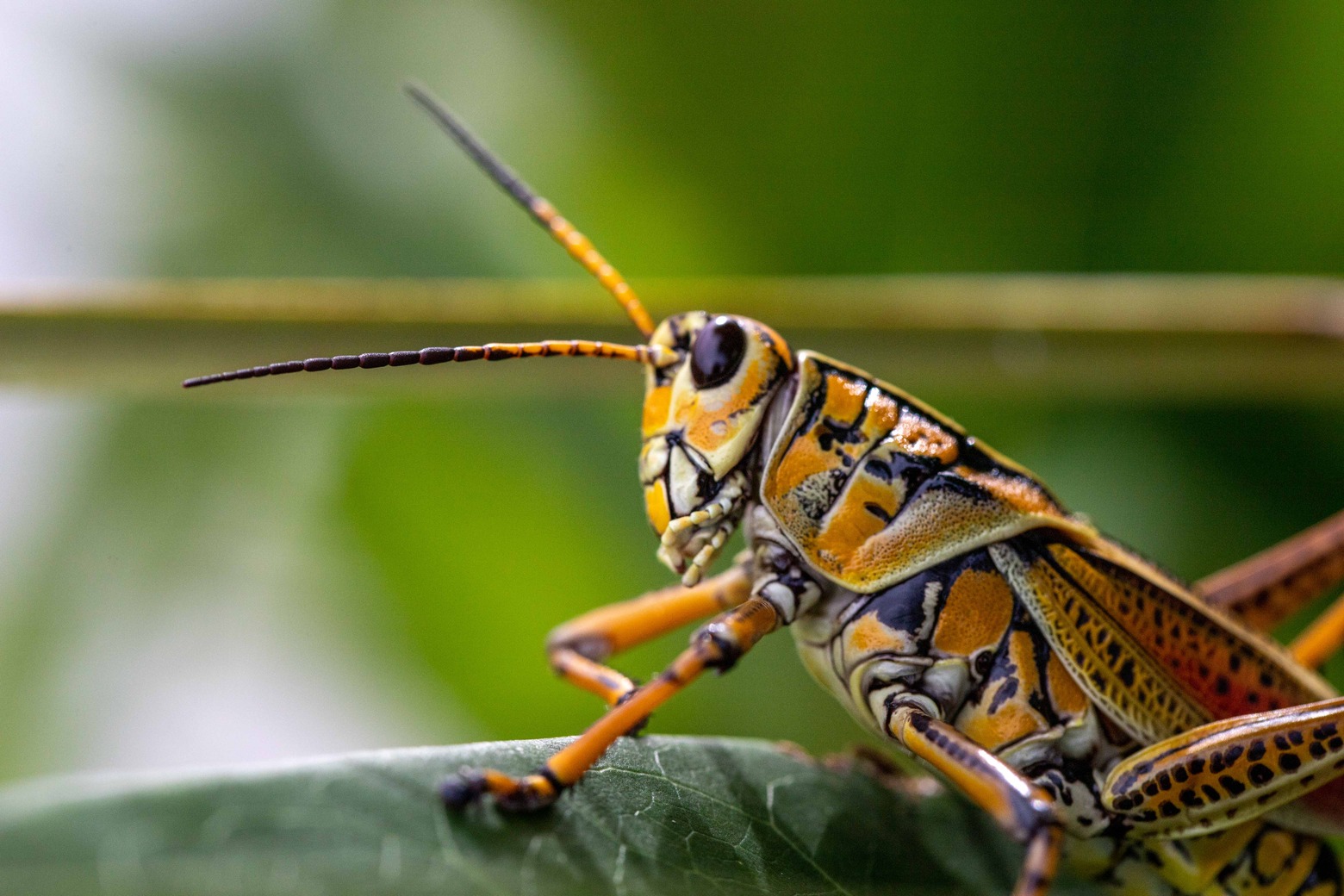 A close-up profile of an orange and black grasshopper on a leaf.