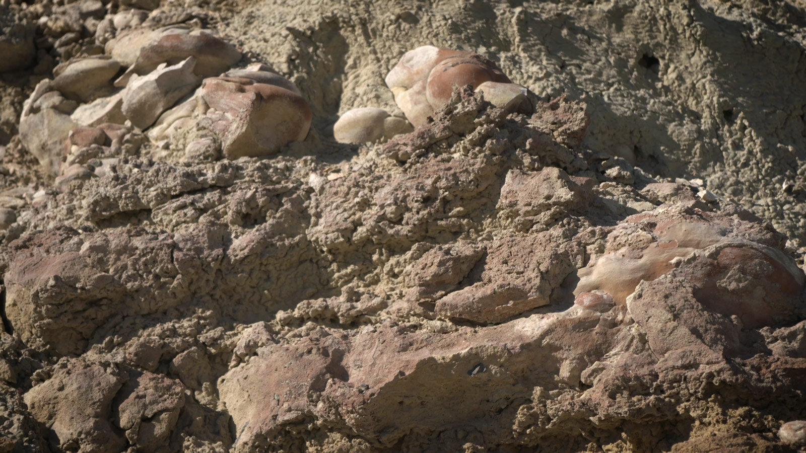 Image of rounded rocks called stromatolites