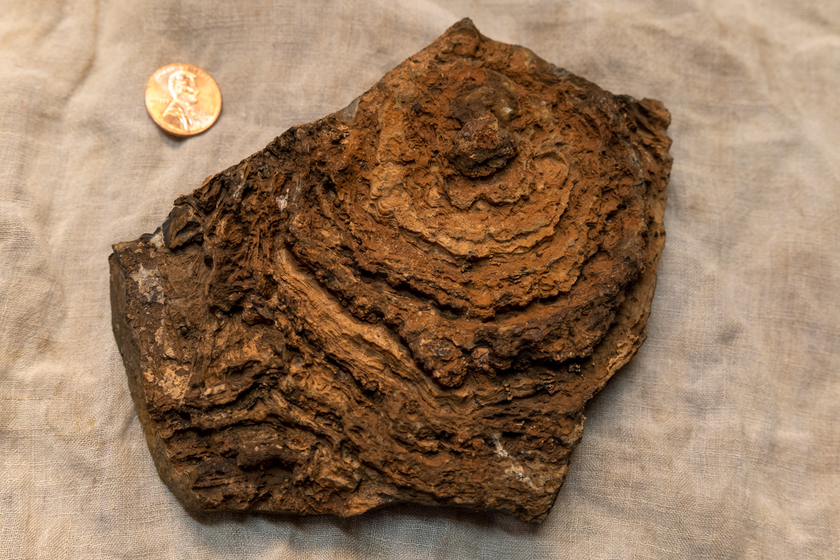 finely layered internal structure of a stromatolite