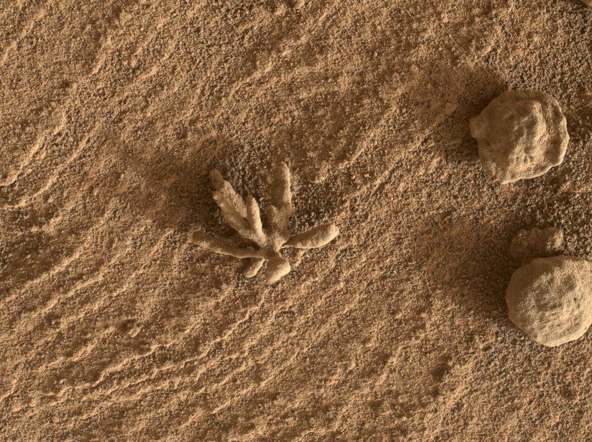 Smaller than a penny, the flower-like rock artifact on the left was imaged by NASA’s Curiosity Mars rover using its Mars Hand Lens Imager (MAHLI) camera on the end of its robotic arm.