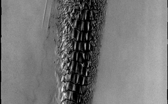 Although this may look like a hostile alien life form, it's actually a complex line of sand dunes near the northern ice cap of Mars.