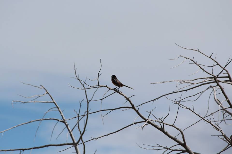Against a blue sky, a small bird sits on a branch toward the top of a tree.