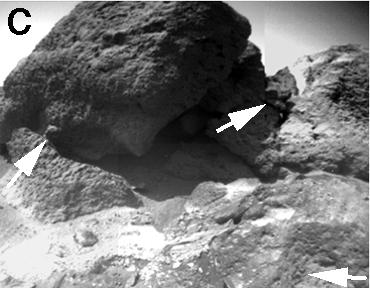 The rounded knobs (arrows) up to 3 or 4 cm wide on 'Shark' and 'Half Dome' and in the foreground could be pebbles in a cemented matrix of clays, silts, and sands; such rocks are called conglomerates. Image captured by NASA's Sojourner Rover.