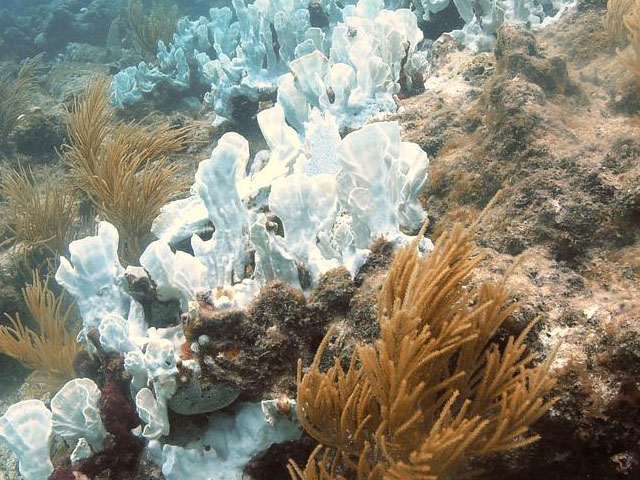 Colonies of “blade fire coral” that have lost their symbiotic algae, or “bleached,” on a reef off of Islamorada, Florida.