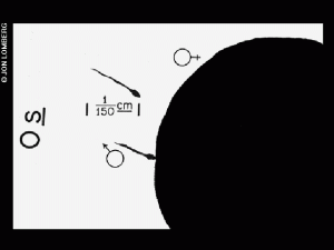 Line diagram depicting human egg fertilization, with 1/150 cm labeled to measure the male reproductive cell