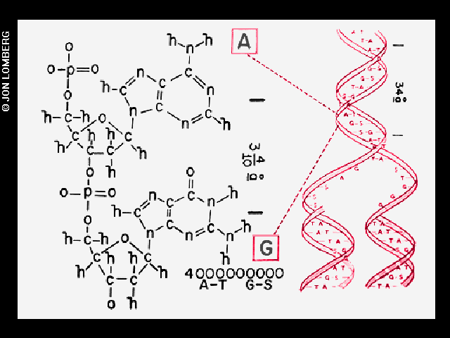 Diagrams of molecular structure and physical structure of DNA
