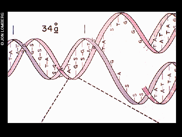 A large diagram of a DNA helix splitting, labeled 34 angstroms