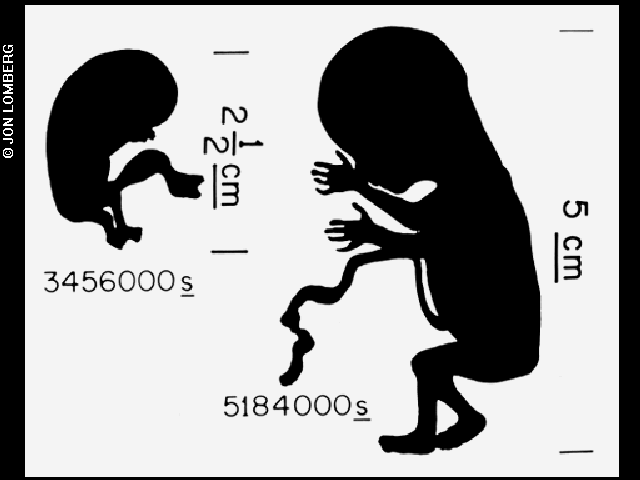 Silhouette diagram of a human fetus in two stages, with length and time measurements