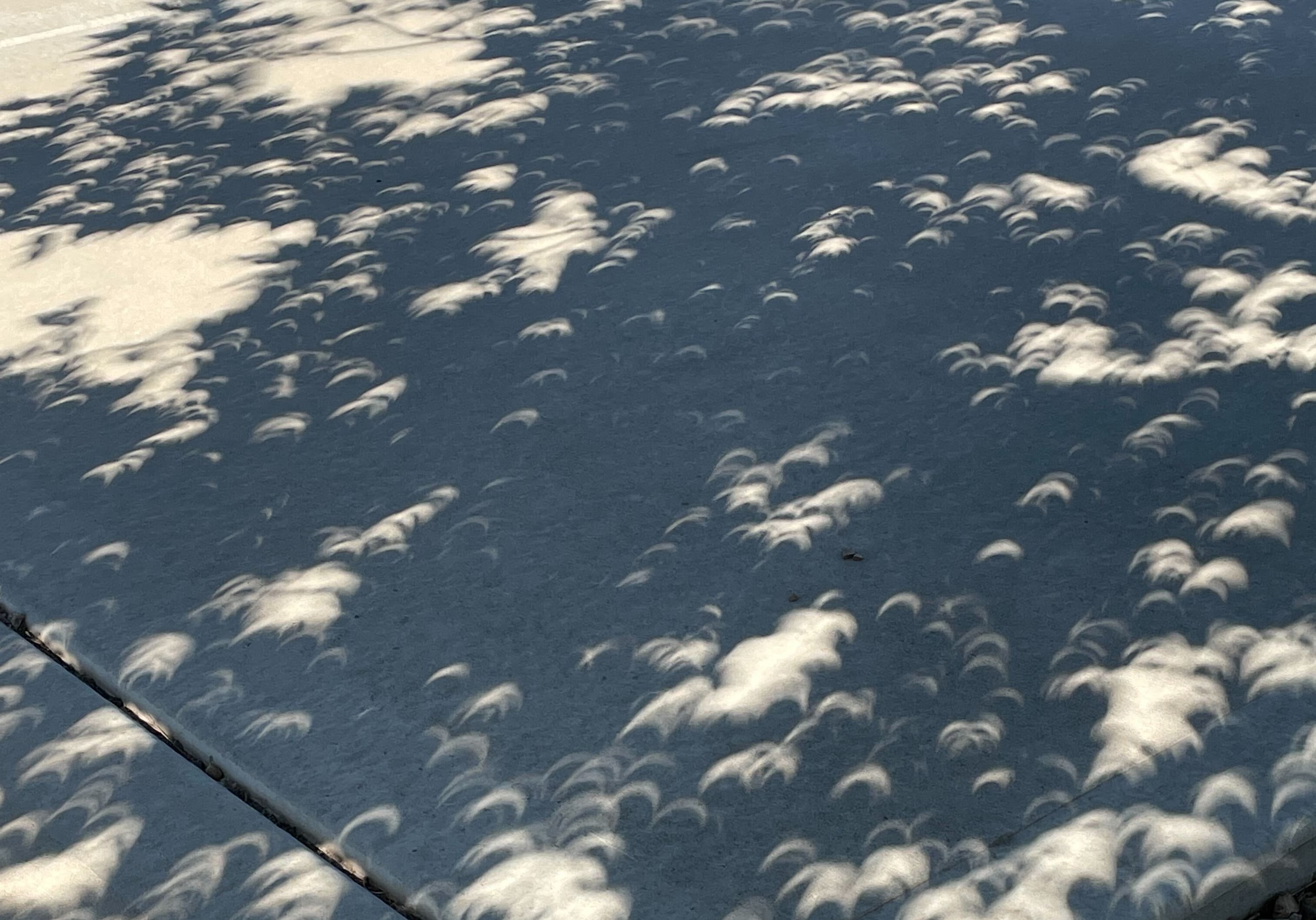 Shadows of the eclipse are seen on a sidewalk. The are like bright thin crescents scattered across the sidewalk.