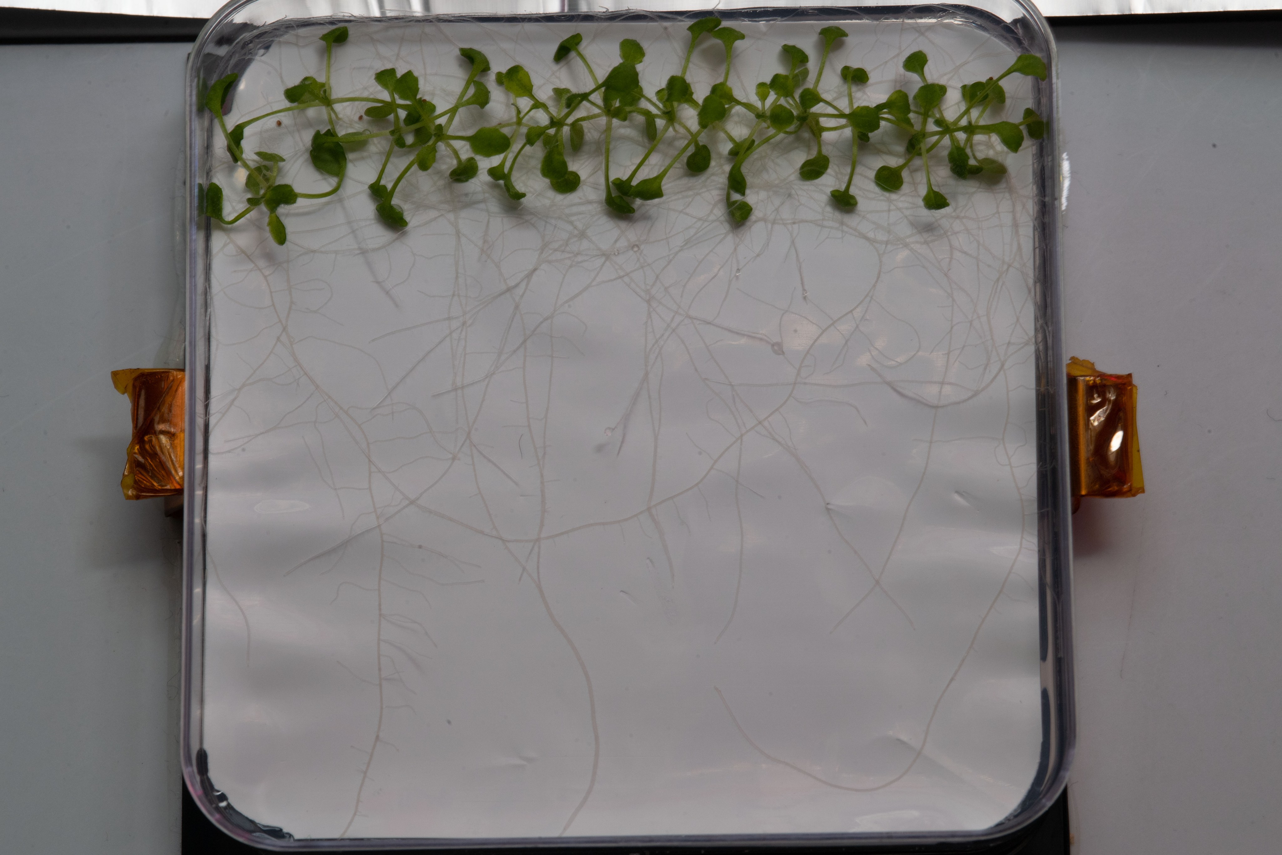 Small, green, sprouted Arabidopsis thaliana seedlings lay next to each other inside a clear, plastic box. The white roots have grown into what looks like a spider’s web below the leaves.