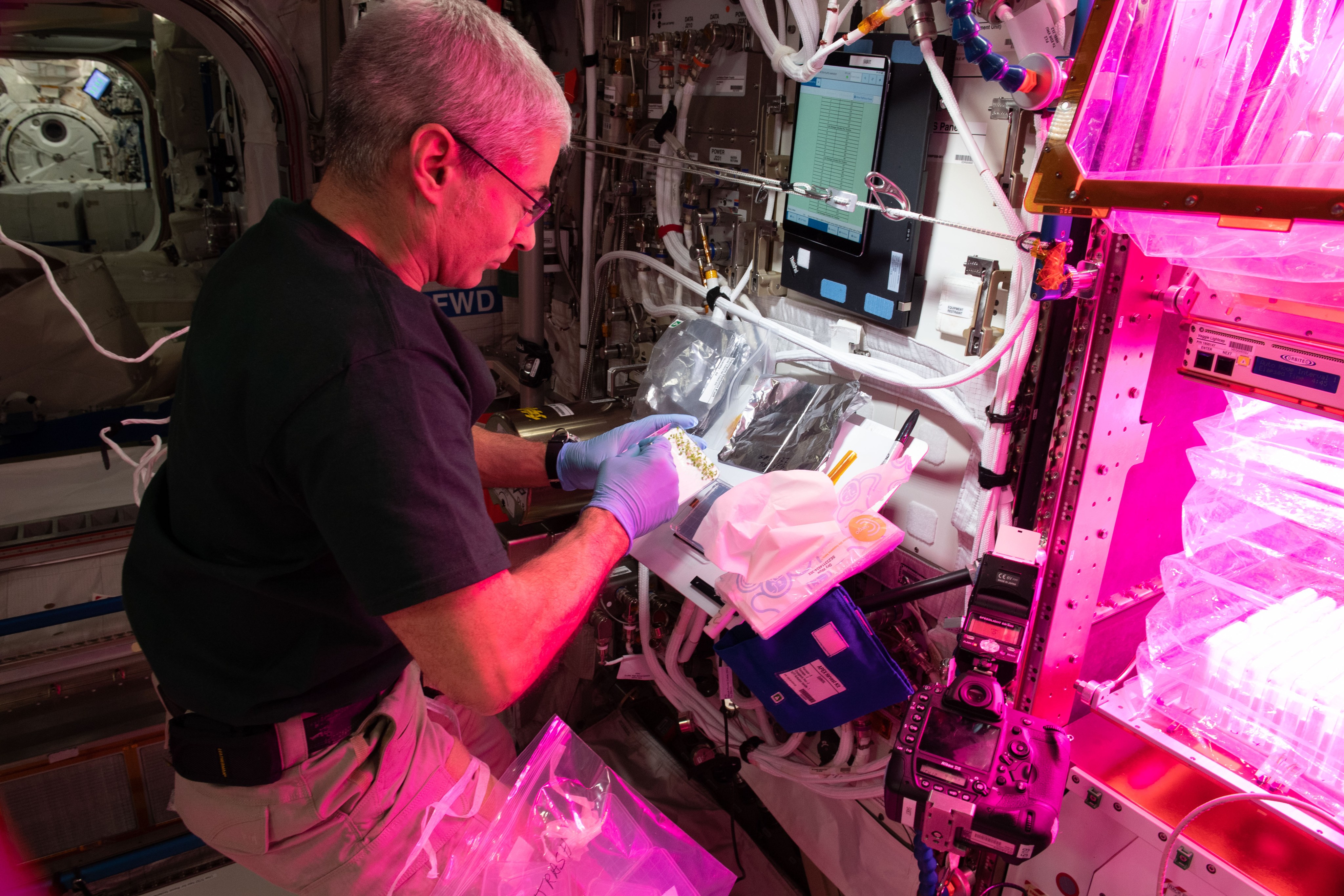 A man wearing a black t-shirt and light-colored pants handles plant samples on the International Space Station. Pink, fluorescent lights illuminate him.