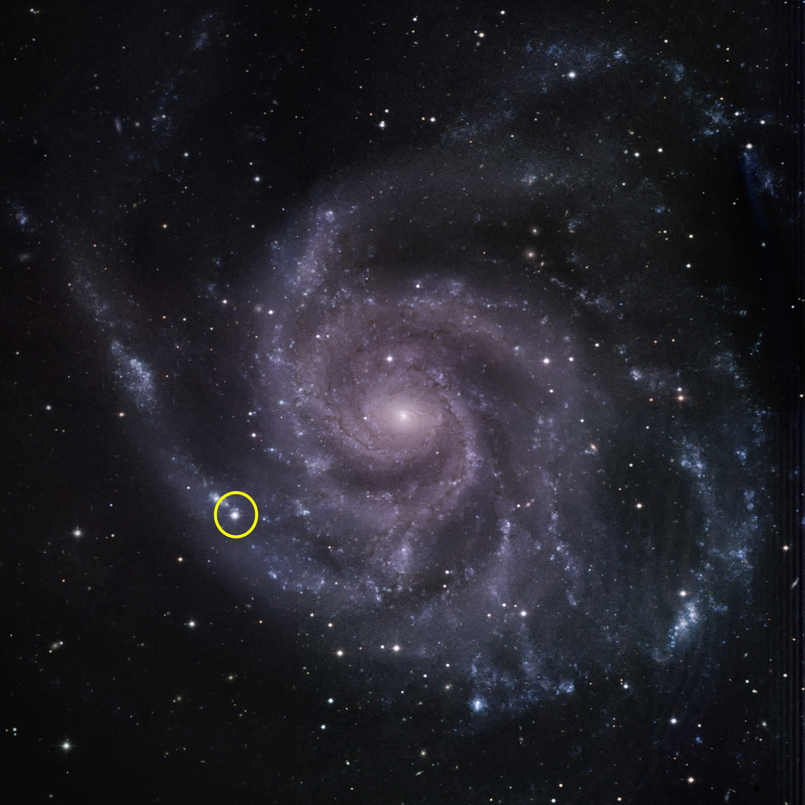 The Pinwheel galaxy (M101) as imaged by the Fred Lawrence Whipple Observatory, with SN 2023ixf circled.