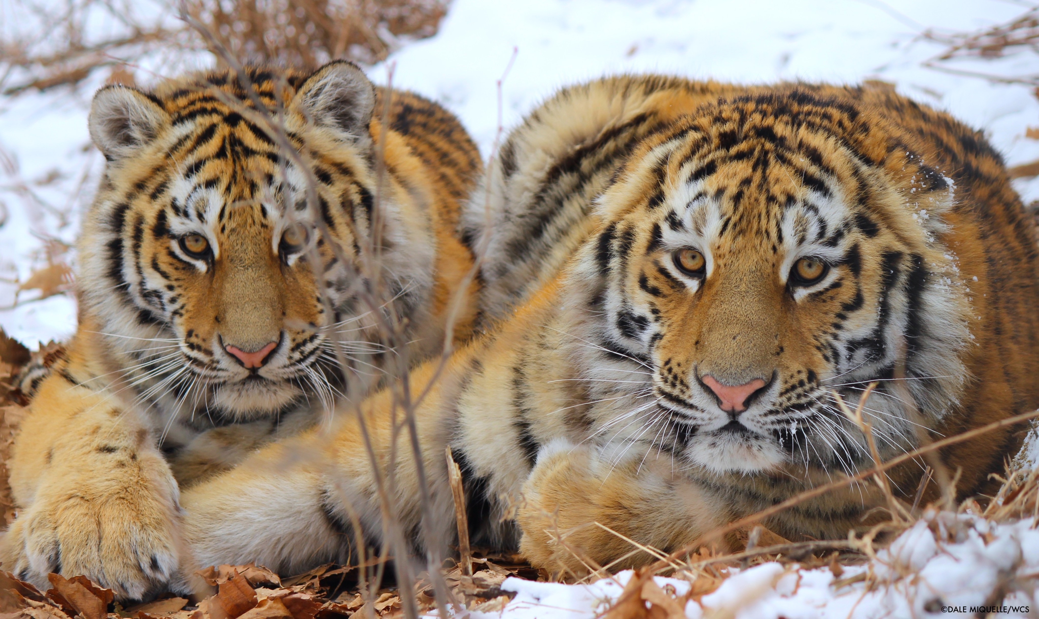 Two orange and black-striped tigers rest on their bellies in snow and look directly at the camera.