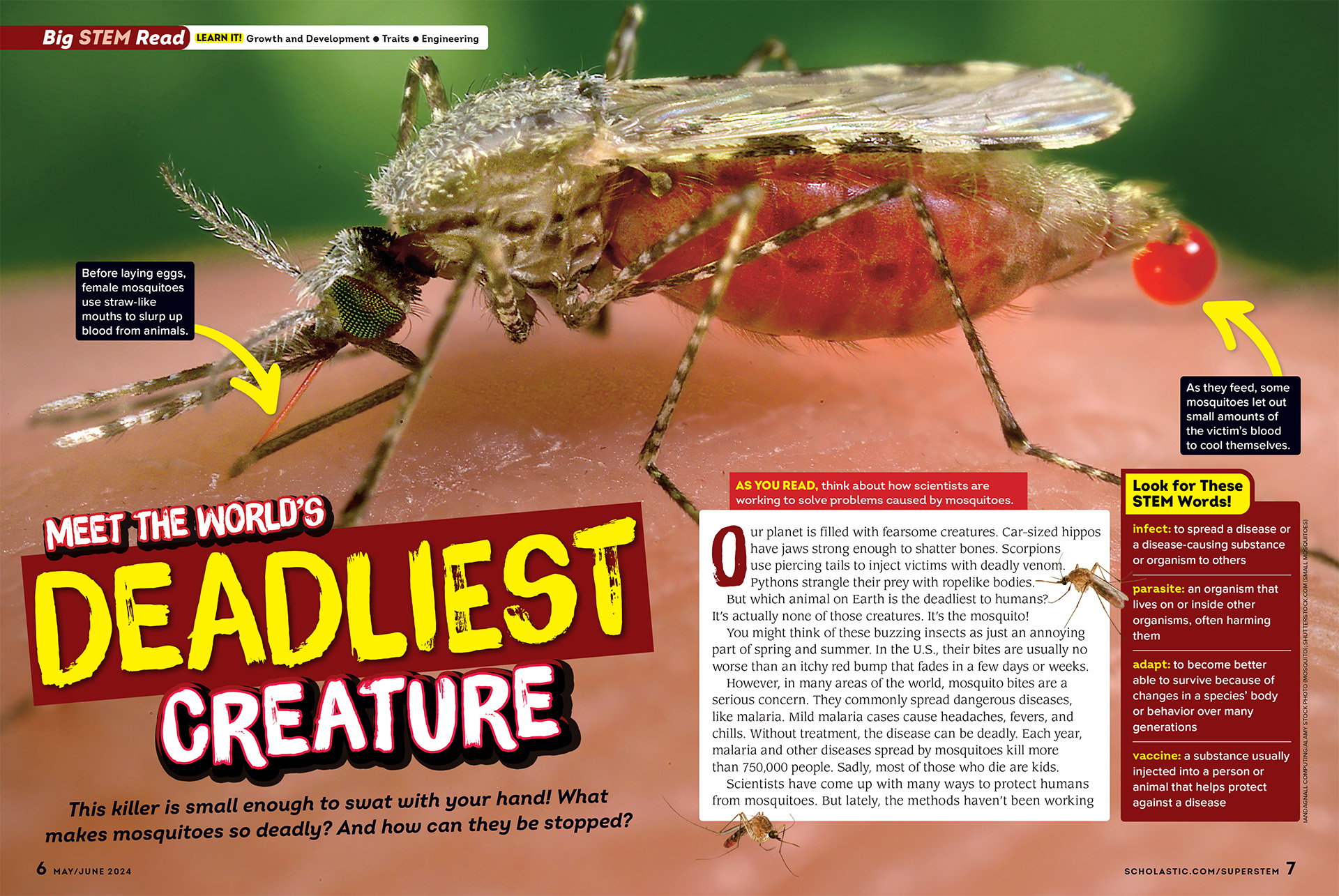 An enlarged image of a mosquito with the text "Meet the World's Deadliest Creature".