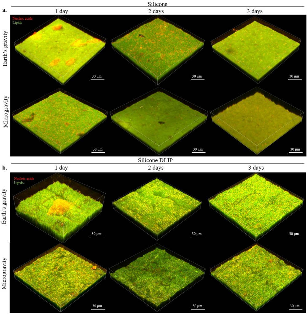 3D volume view of representative 1, 2, or 3-day P. aeruginosa PA14 biofilms grown on Earth’s gravity and microgravity for silicone. Nucleic acids stained in red, and lipids stained in green.