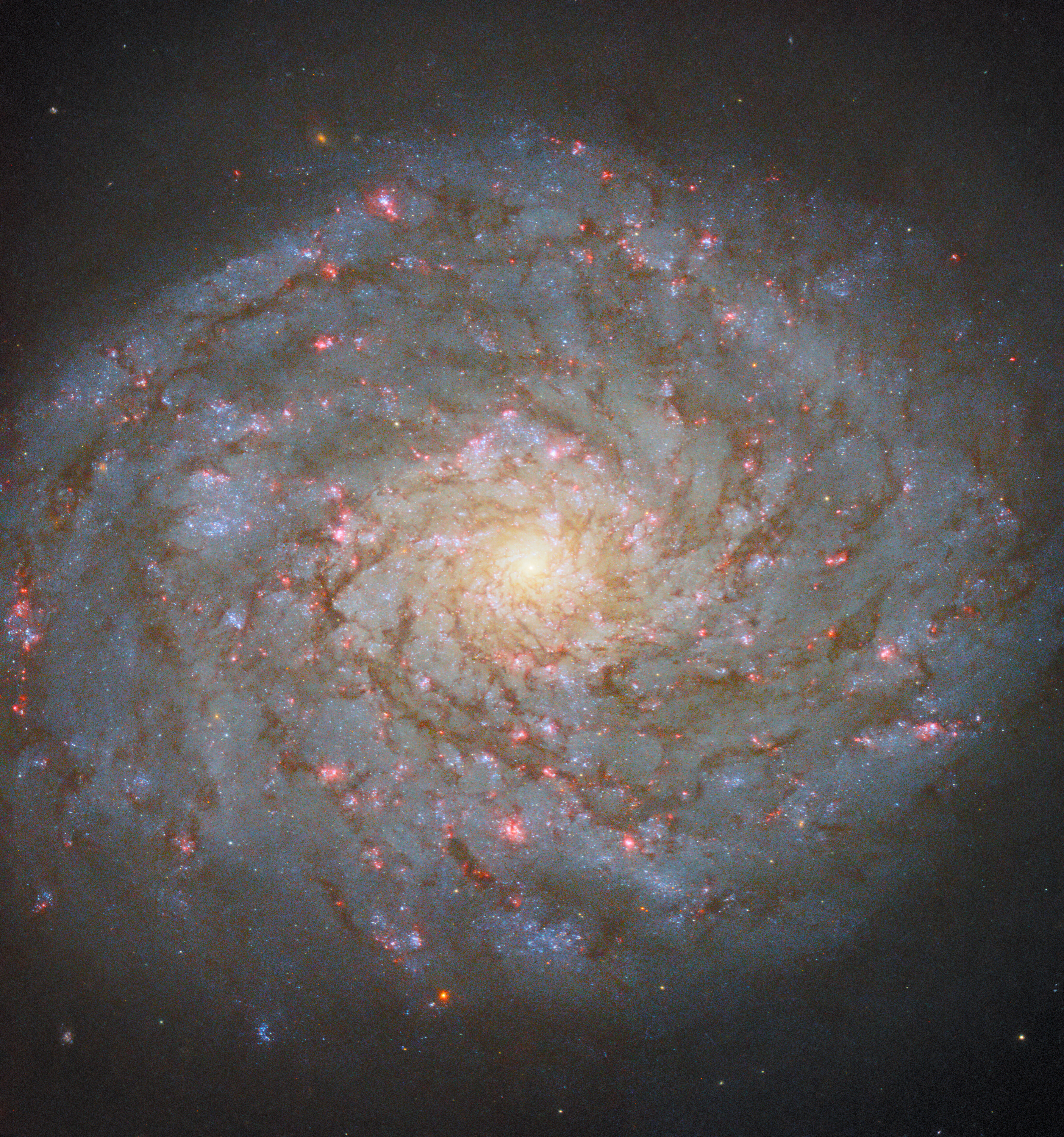 A close-up view of a spiral galaxy fills most of the scene. It has a bright, glowing spot at its core, broad spiral arms that hold many dark threads of dust, and pink glowing spots across the disk that mark areas of star formation. A faint halo that bleeds into the dark background surrounds the galaxy’s disk.