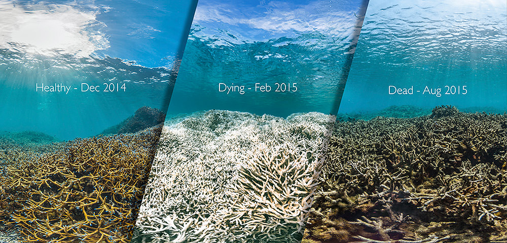 Three images are shown side by side of the same coral reef at different times. The first shows yellow-colored branching corals. The middle shows the same corals but they are now white. The last image shows the same corals again but they are now brown and fragmented.  