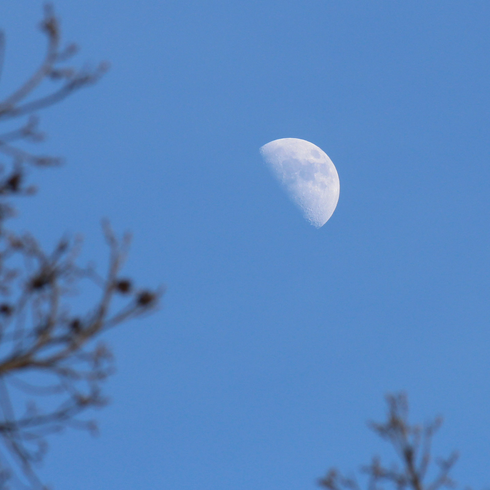 A half-moon is tilted against a blue sky. Slightly blurry branches are in the foreground.