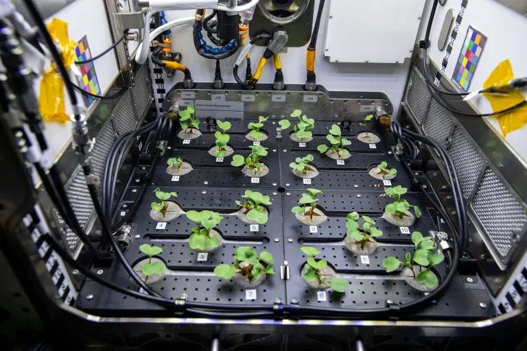 Green leaves of planets poke up through holes in a black board in a container set up for an experiment.