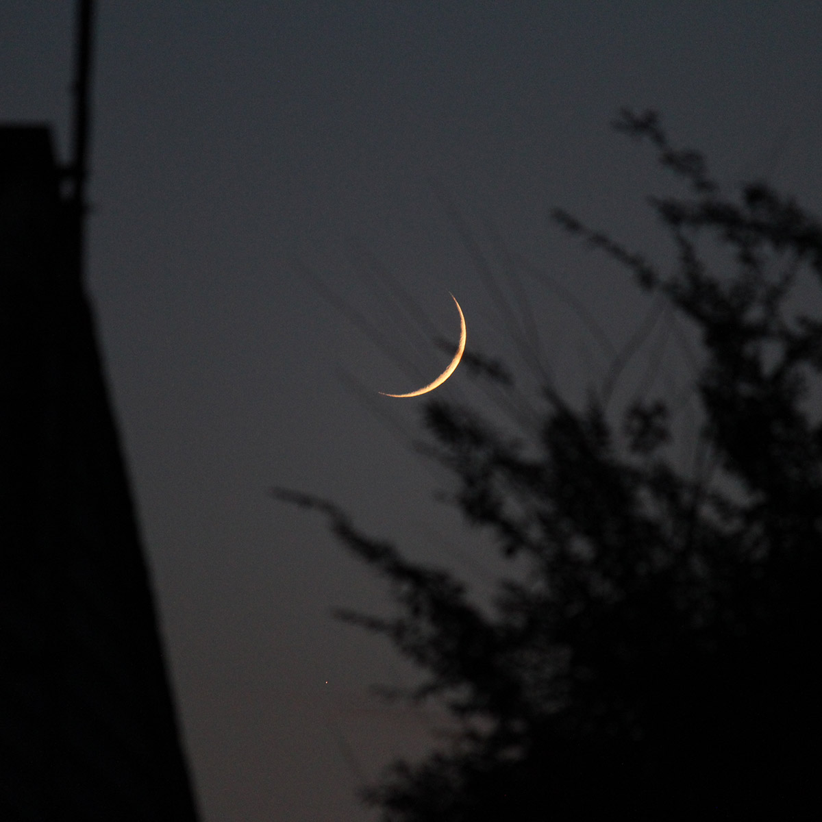 A thin yellow crescent of a Moon is visible hanging branches.