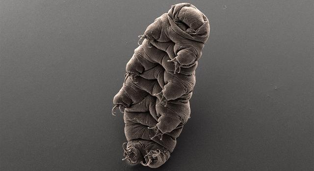 A brownish, gray tardigrades, also known as water bears, against a brown background.