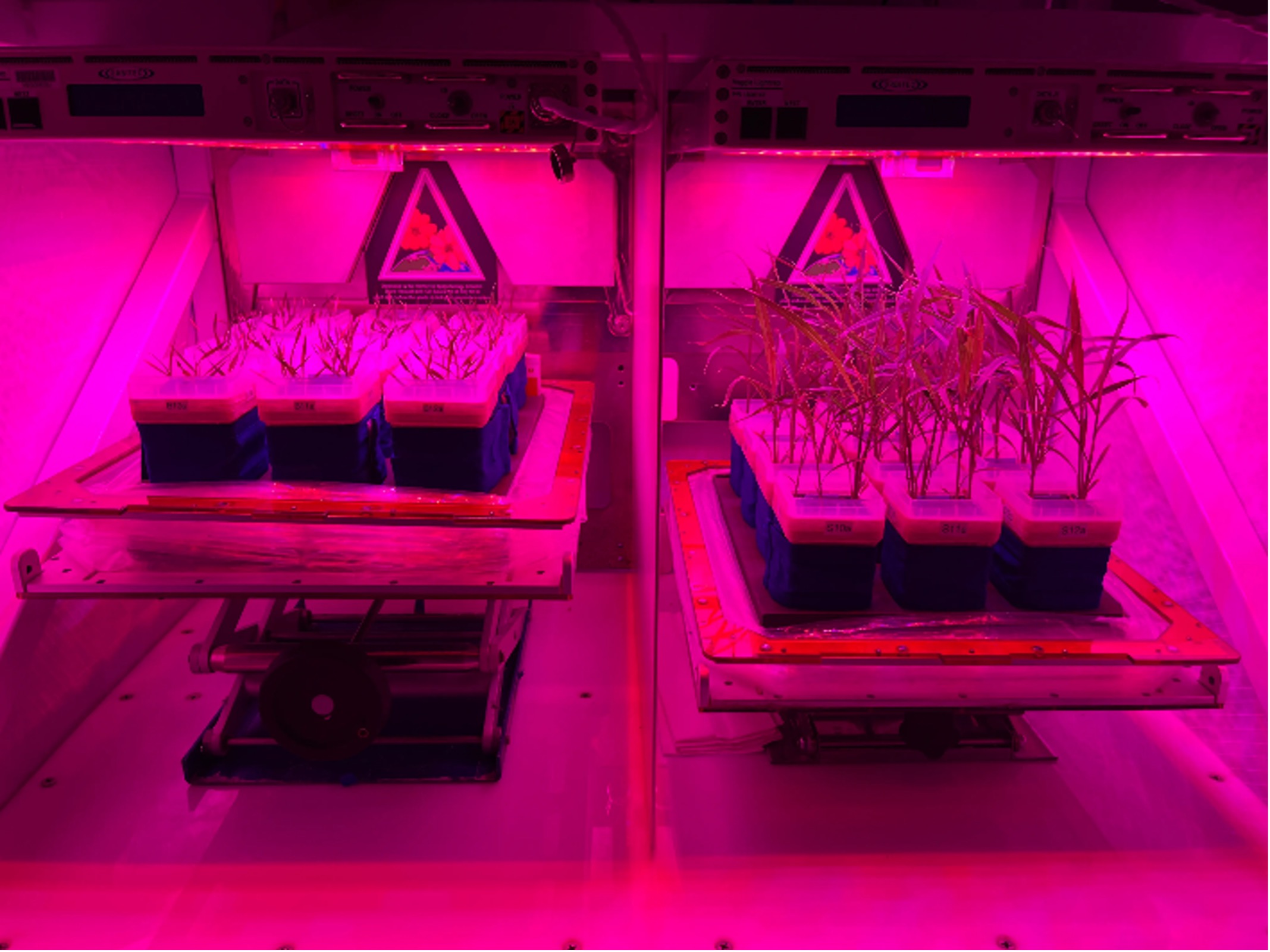 A split screen containing two square boxes, filtered by a cool magenta light. Each box is divided into nine smaller boxes containing plants at various stages of growth.