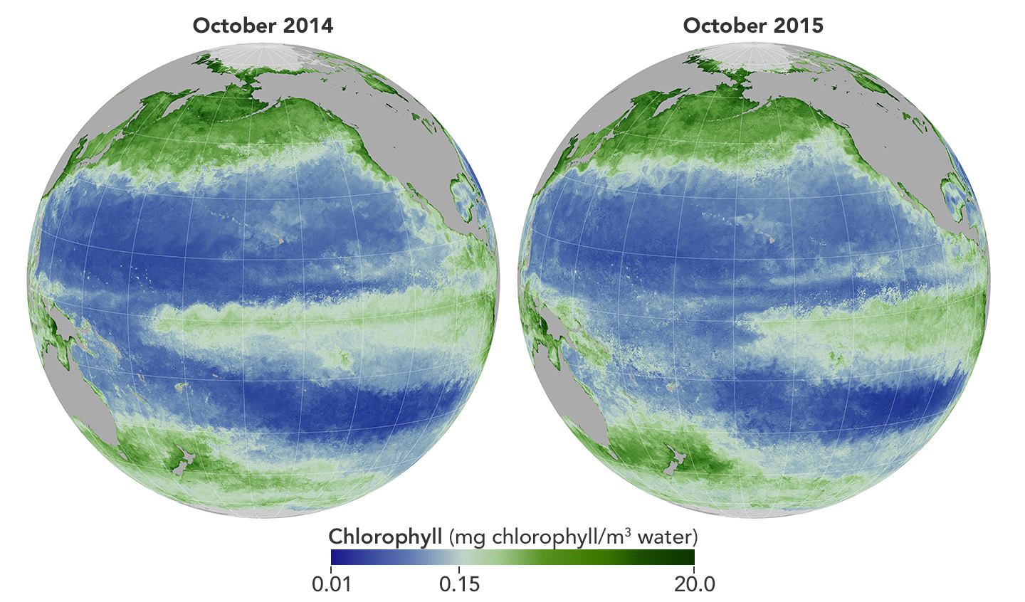 Chlorophyll concentrations rise and fall with the presence of phytoplankton. During the 2015 El Niño, warming water temperatures changed where phytoplankton bloomed in the Pacific Ocean.