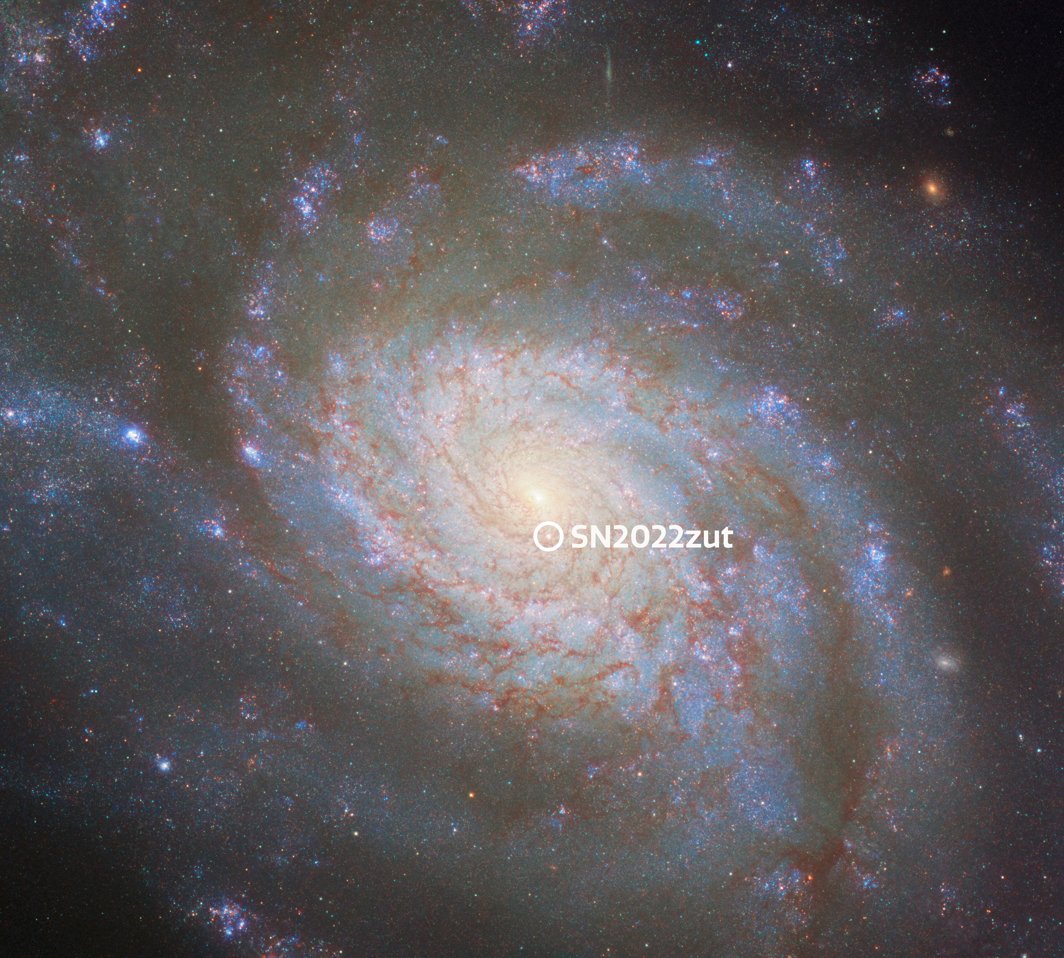 A spiral galaxy with a shining core at its center and winding spiral arms that extend outward. A bright point in the galaxy, just below the core, is the Type Ia supernova, SN2022zut. A white circle marks the supernova.