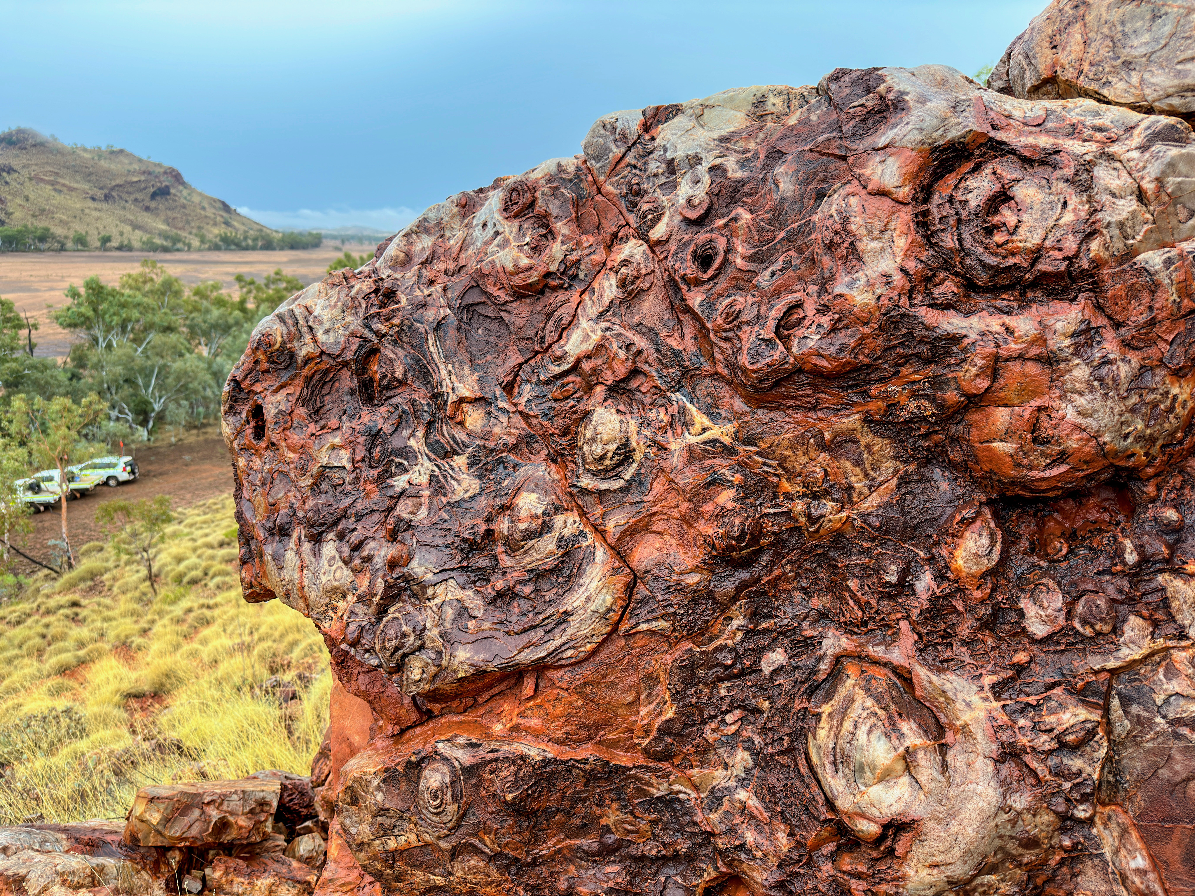 The photograph shows a rock formation in the foreground with swirling reddish brown shapes. The overall shape of the rock looks similar to a brain-like coral.