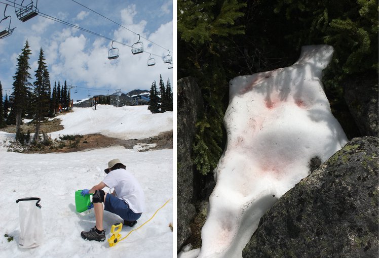 Two photographs. To the left is a wide shot of a researcher collecting samples on the side of a mountain. They are in the foreground. Above them are stationary ski lifts that stretch to the distance up the mountain. Right is a closer image of a patch of snow with red patches.