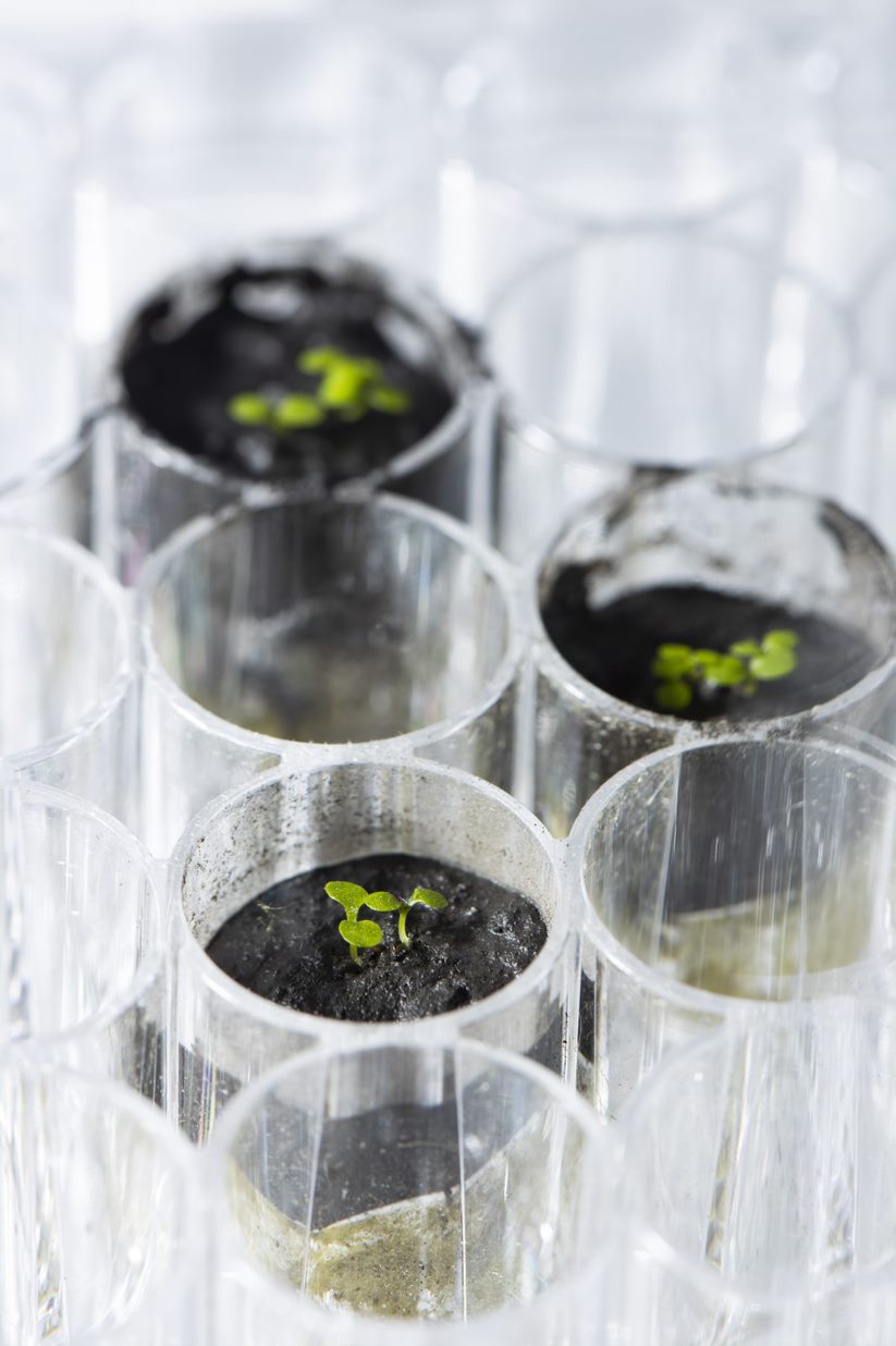 Plants growing in small test tubes under growing lights. They are growing in lunar regolith.