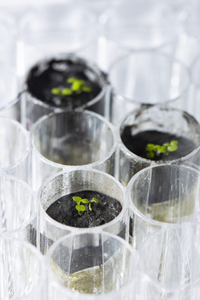 Plants growing in small test tubes under growing lights. They are growing in lunar regolith.