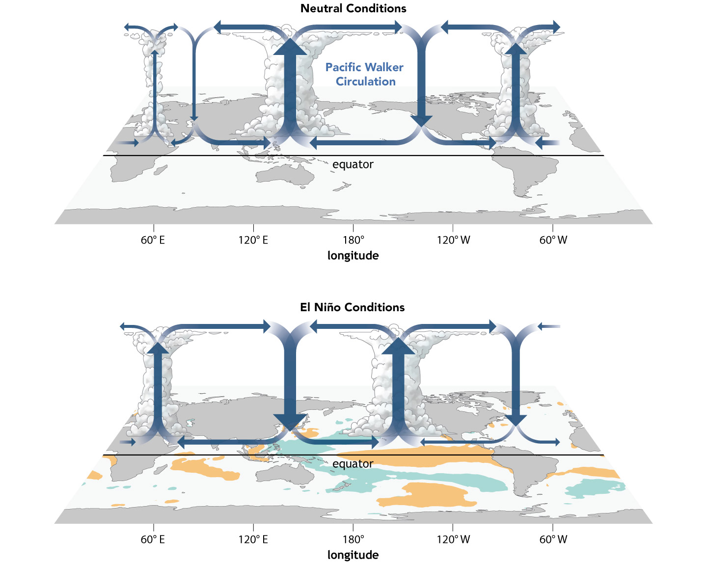 Atmospheric circulation over the equator—the Walker circulation—changes substantially with the arrival of El Niño.