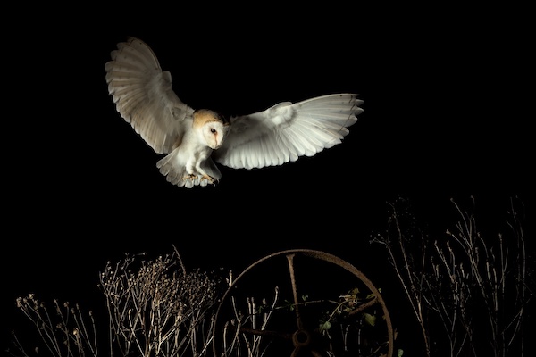 A barn owl flying at night.