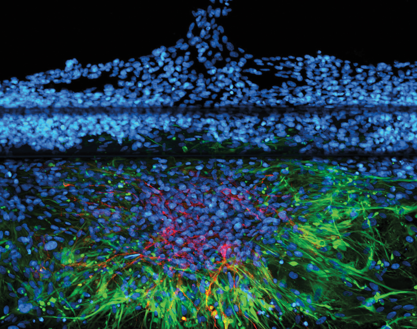 Studying Biological Impacts of Space Radiation