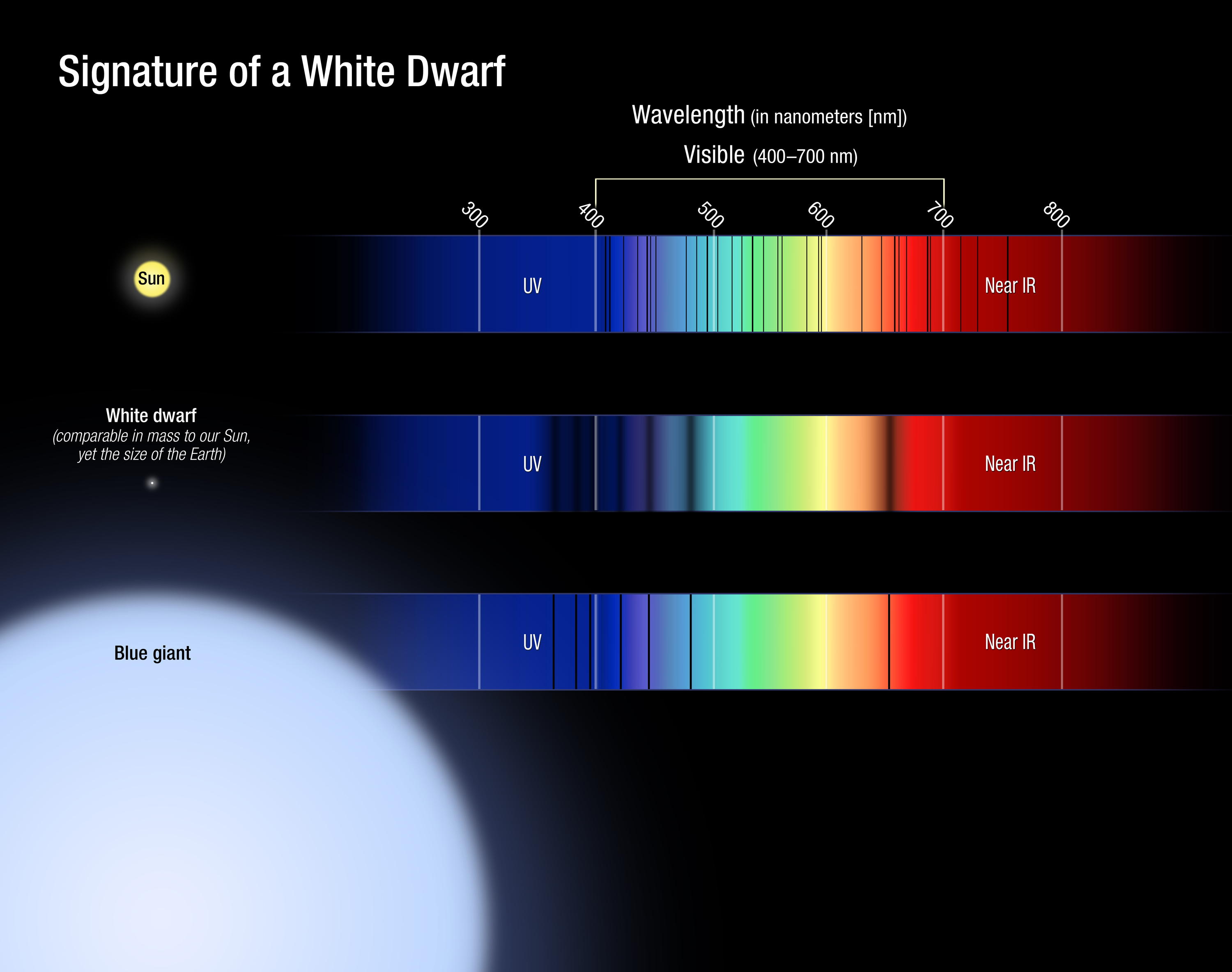 Three absorption spectra: the Sun, a white dwarf, and a blue giant. The white dwarf spectra has wide dark absorption lines.