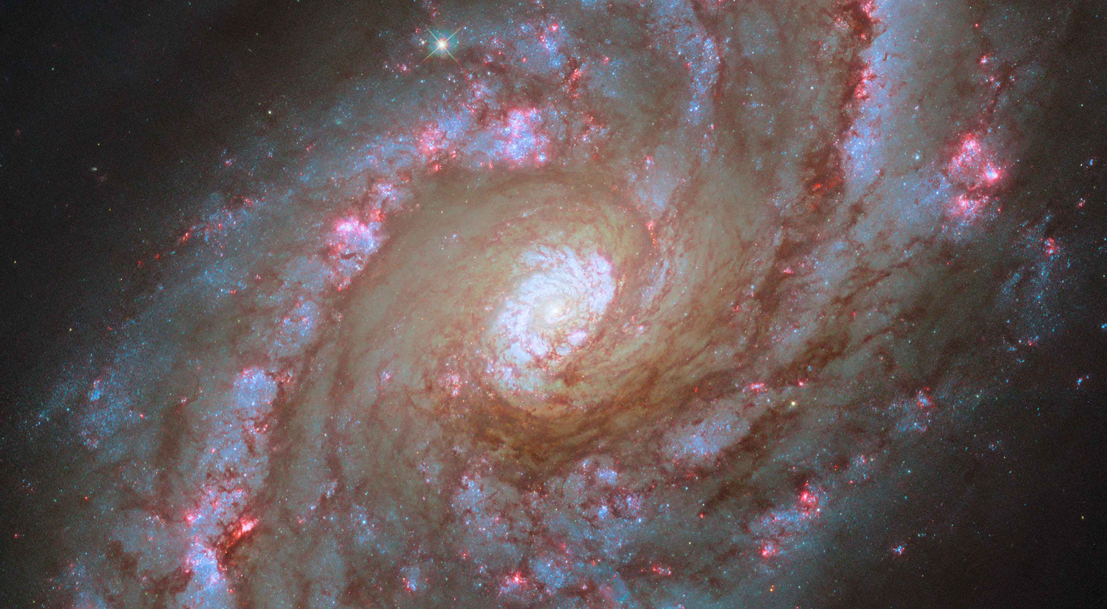 A close-in, face-on view of a spiral galaxy. It has two large arms that curve outward from the round, bright, central region to nearly the corners of the image. Channels of dark reddish dust that blocks light line the arms while bright pink, glowing points denote where stars are forming. Beyond its prominent spiral arms, the galaxy’s oval disk is generally cloudy in form and speckled with stars. A black background is visible behind it.