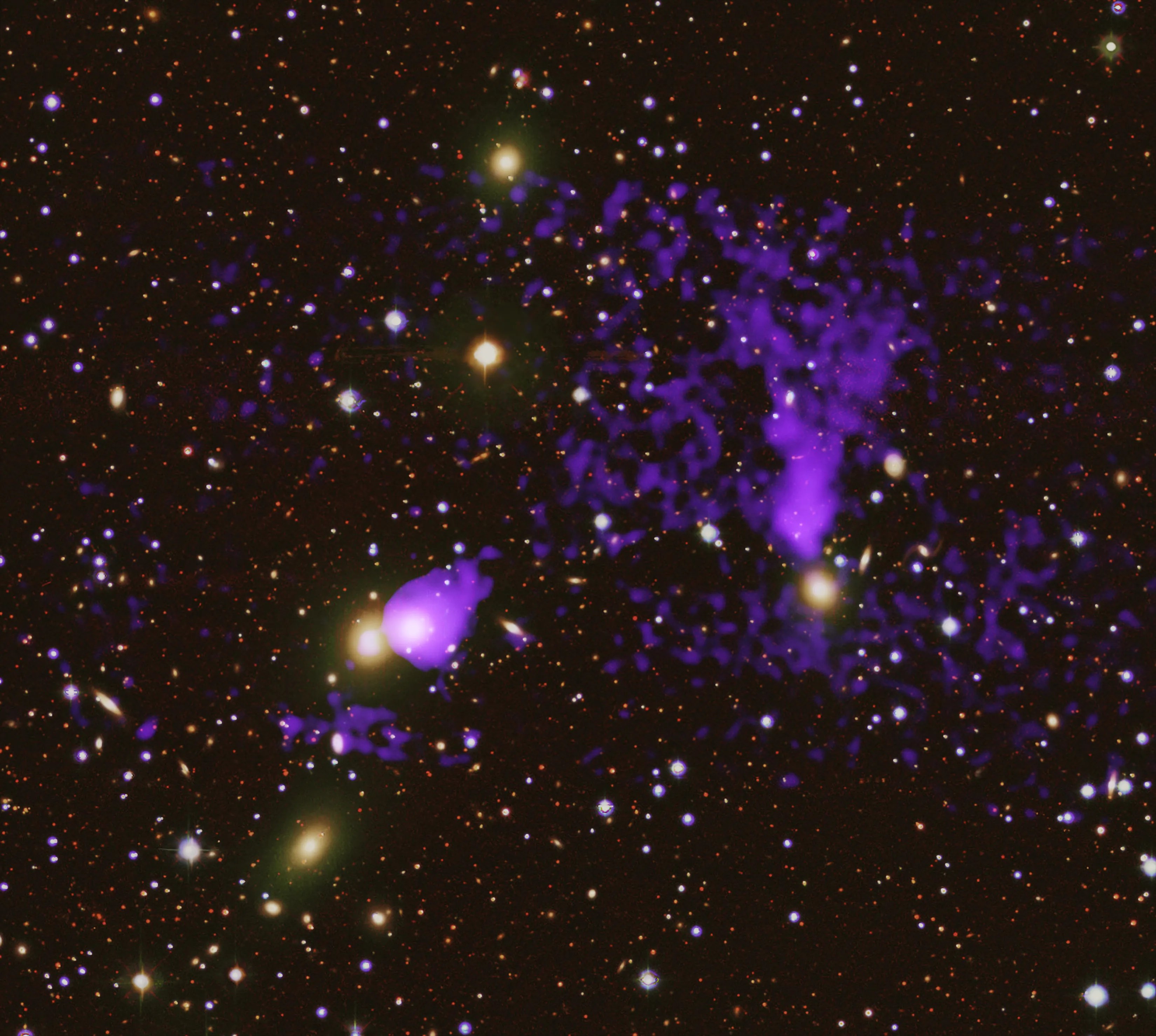 This release features a composite image of two pairs of hot gas tails found inside a single galaxy cluster. The image is presented both labeled and unlabeled, with color-coded ovals encircling the hot gas tails. In both the labeled and unlabeled versions of the image, mottled purple gas speckles a region of space dotted with distant flecks of red and white. Also present in this region of space are several glowing golden dots. These dots are individual galaxies that together form the cluster Zwicky 8338. To our right of center is a glowing golden galaxy with a mottled V shaped cloud of purple above it. Yellow labels identify the two arms of the V as tails trailing behind the hurtling galaxy below. To our left of center is another golden galaxy, this one surrounded by purple gas. Behind it, opening toward our right in the shape of a widening V lying on its side, are two more mottled purple clouds. Labeled in white, these newly-discovered gas tails are even larger than the previously discovered tails labeled in yellow. These tails, which overlap with the galaxy on our right, are over 1.6 million light-years long.