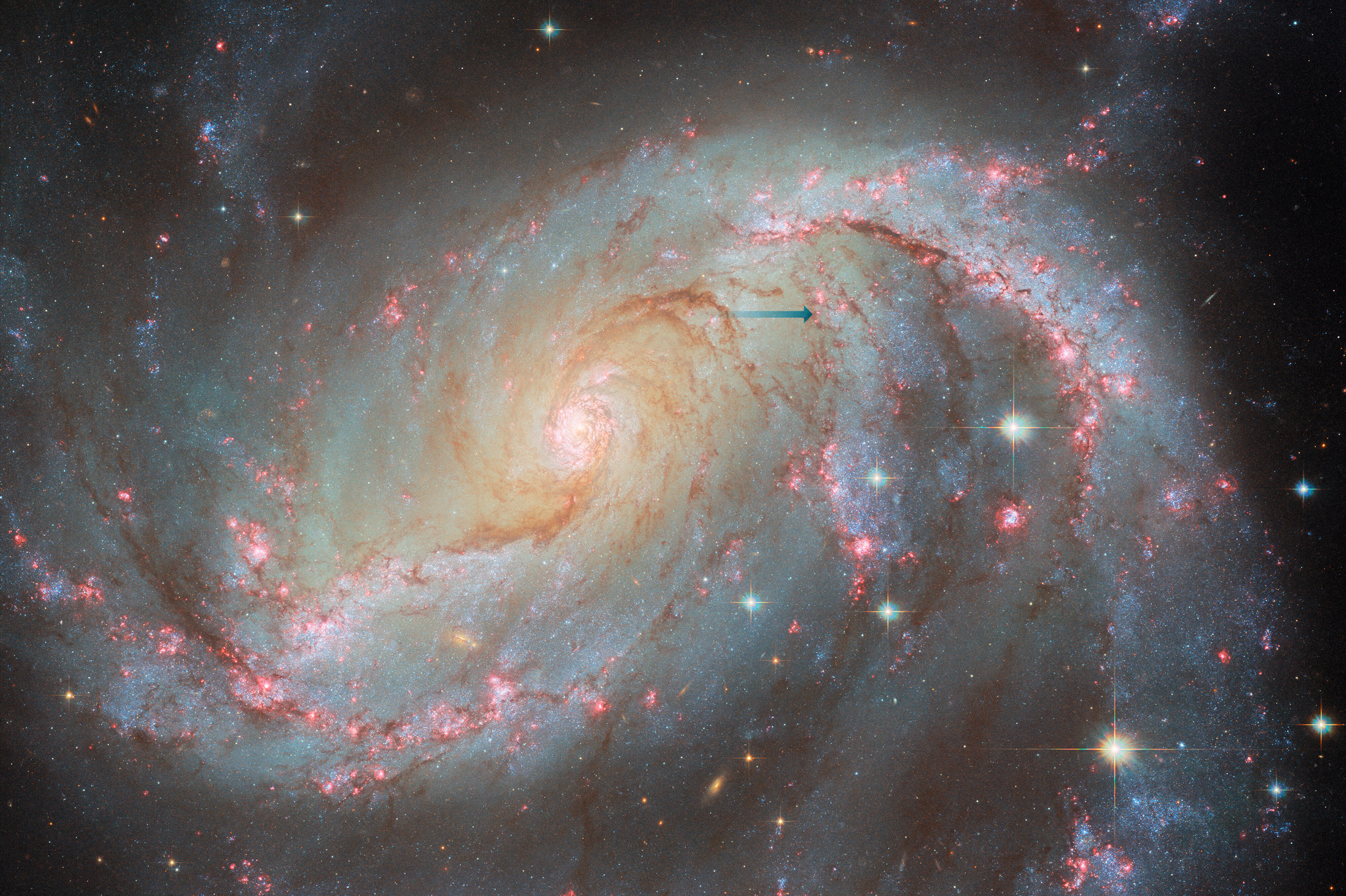 A spiral galaxy with an oval-shaped disk. Two large arms curve out away from the ends of the disk. Bright pink patches and dark reddish threads of dust fill the arms. The bright pink patches indicate where stars are forming. The core is very bright and filled with stars. Some large stars appear in front of the galaxy. A blue arrow points to the fading supernova.