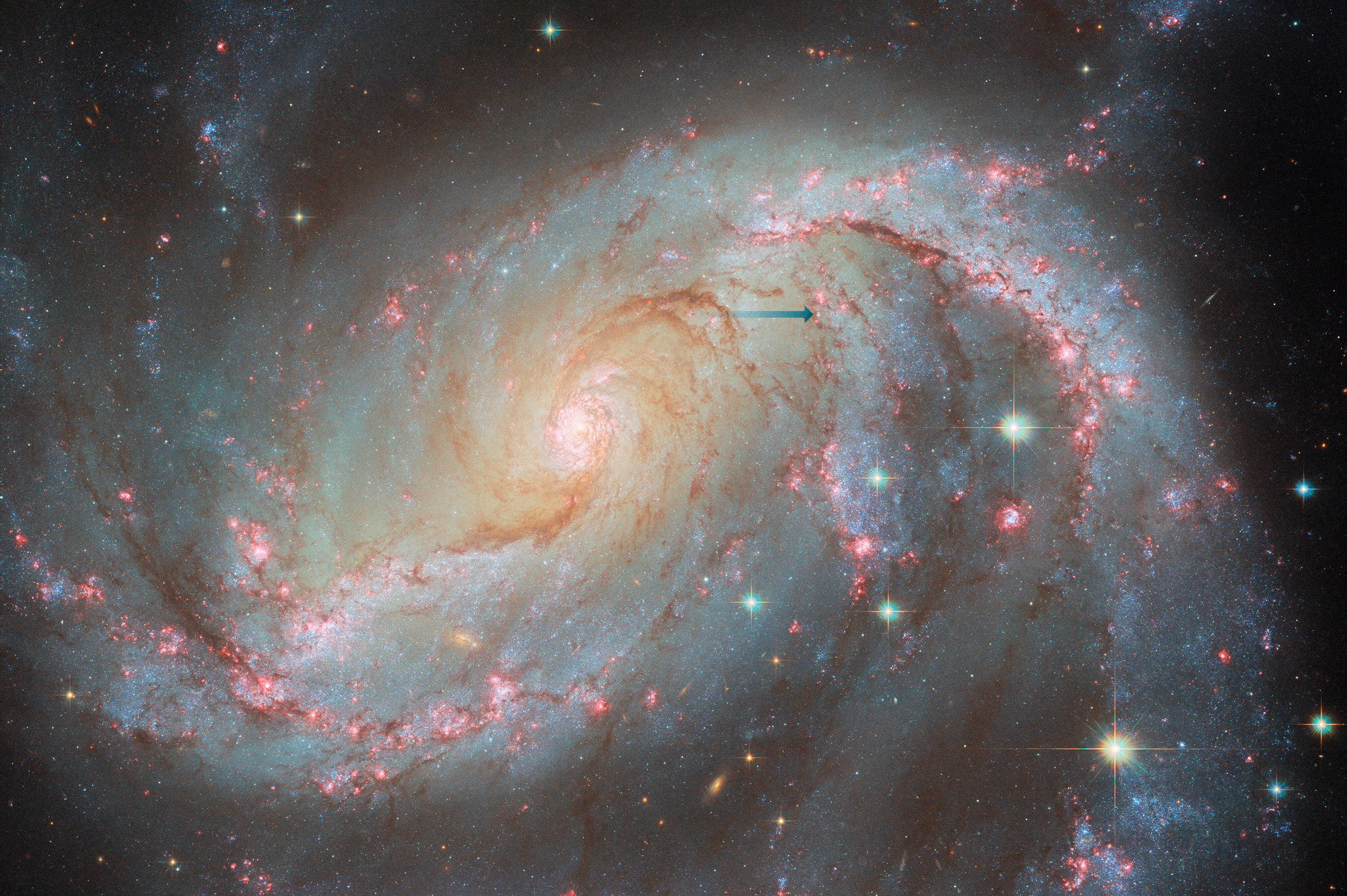 A spiral galaxy with an oval-shaped disk. Two large arms curve out away from the ends of the disk. Bright pink patches and dark reddish threads of dust fill the arms. The bright pink patches indicate where stars are forming. The core is very bright and filled with stars. Some large stars appear in front of the galaxy. A blue arrow points to the fading supernova.