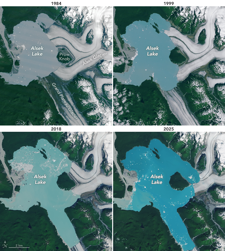 A 2-by-2 grid of images shows Alsek Lake in 1984, 1999, 2018, and 2025. Glaciers that terminate at the lake along its eastern and southern sides recede over time, and a landmass in the eastern part of the lake that was partially encased by glacial ice in 1984 is an island in 2025. Lake water, which appears gray at the start of the series and bright blue at the end, fills the voids left by the retreating glaciers.