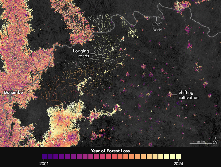 A detailed satellite-based map highlights forest loss near Boliambe in the Democratic Republic of the Congo between 2001 and 2024. Logging roads appear as colorful branching lines extending from cleared areas, while small patches of shifting cultivation around villages are visible to the east. The Lindi River winds across the top of the image. Areas of forest loss are shown in colors from purple (earlier years) to yellow (recent years). Forested areas are dark gray.
