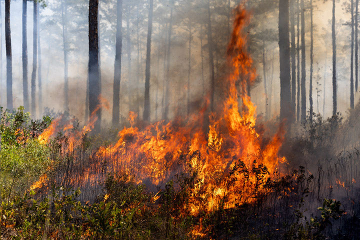 Yellow and orange flames are centered in the image as fire burns through low-level brush within a stand of pine trees. The trees are partly obscured by smoke in the foreground.